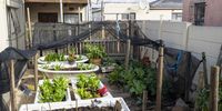An example of how a small backyard space can be utilised for growing as many veggies as possible. This is the home of Rose Fokazi Bongweni in Khayelitsha. (Photo: Supplied)<br>
