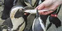 An African penguin is fed a pilchard during rehabilitation at Sanccob’s Rietvlei centre in 2018. (Photo: John Yeld)