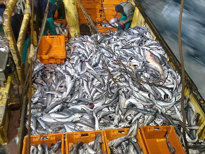 Navigating sustainability - Doug Butterworth on SA’s fishing industry challenges