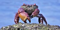 Stand and Deliver. Male Red-eyed Reef Crab, Scottburgh KZN. Photographer: Peter Vos