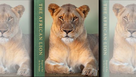 The African Lion: Local wildlife photographers document Africa’s most iconic predator