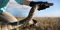FORT LAUDERDALE, FLORIDA - MARCH 23: McKayla Spencer, with the Florida Fish and Wildlife Conservation as the Interagency Python Management Coordinator, works with a Burmese python used to train dogs to detect them in the Florida Everglades on March 23, 2021 in Fort Lauderdale, Florida. The Florida Fish and Wildlife Conservation Commission is using the dogs to sniff out Burmese pythons. A black lab named Truman and a point setter named Eleanor hunt five days a week with a dog handler and an FWC biologist to search for pythons on different public lands across south Florida. The FWC is implementing dog sniffing python hunters to help find and eliminate invasive Burmese pythons in the Everglades ecosystem.  (Photo by Joe Raedle/Getty Images)