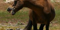 Wild Horse at Rooisand,Kleinmond. Photographer: Karin Linder