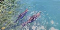 Seals doing backstroke, Hout Bay.