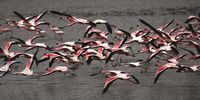 Flamingoes spread their wings on take-off from Nyamithi Pan in Ndumo. Photos: Rick Matthews/Big Banana Films