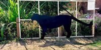 ME-Tiara-BlackLeopard