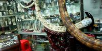 Mammoth ivory can be bought at Guangzhou airport, China.