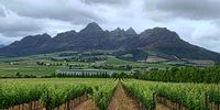 Wine producers say stage six blackouts couldn't have come at a worse time – just before harvest. (Photo: Chris von Ulmenstein) 