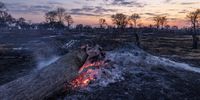 Fire damage in northern Botswana. (Photo: Martin Harvey)