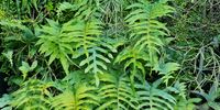 Living Wall KZN