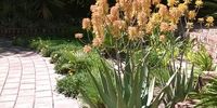 Autumn in a Highveld garden. Aloe elegans. Image: Ken Robinson