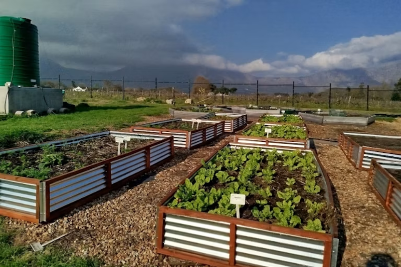 Franschhoek research shows how natural systems can clean polluted water for reuse