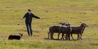 Andrew and his dog penning the sheep. Photographer: Boshoff Steenekamp