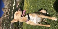 Before we met Sirius, he’d spent a week on his own, abandoned by his previous owners in a tiny courtyard with nothing but a bowl of water. Now we make sure he gets lots of walks in nature and a never-ending supply of love - as you can tell, he’s very happy about how things turned out, and so are we!