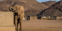 A desert elephant drinks from a concrete reservoir in Namibia.