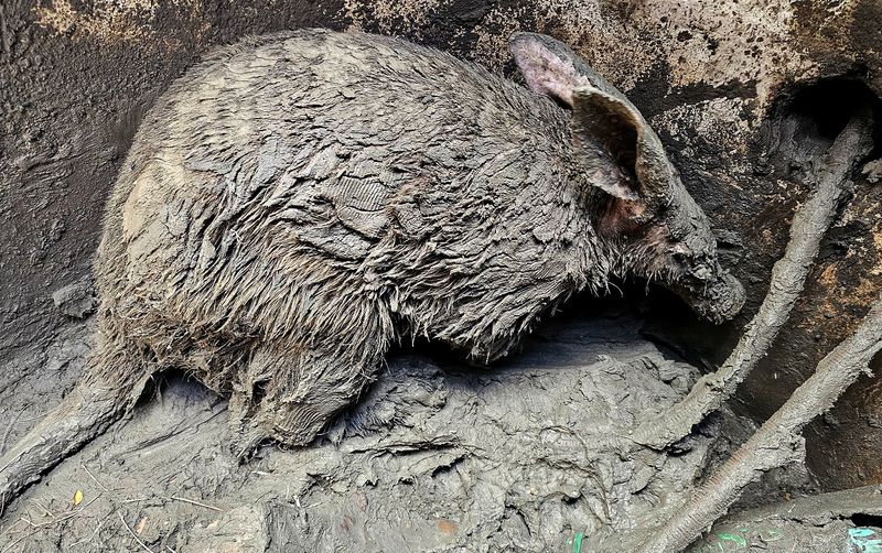 Aardvark rescue in Nelson Mandela Bay highlights perils of infrastructure theft crisis