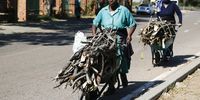 Residents of Mandela Village in Hammanskraal Katherine Moeng (front) and Martha Baloyi (back) collect wood they use for cooking and boiling water. 16 May 2024. (Photo: Felix Dlangamandla)