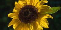 Sunflower in the early sun. Photographer: David Reucassel