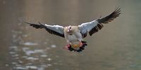 Clear to land – Egyptian goose at Emmarentia. Image: Glyn Davies