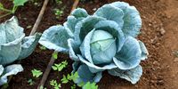 Cabbage at the Rev Motlalepula Chabaku Food Garden in Soweto. The Green Army also works in the garden, lending a hand with planting, maintenance and harvesting. (Photo: Sandile Nkomo / GDARDE)