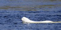 Beluga whale spotted in river near Hokksund