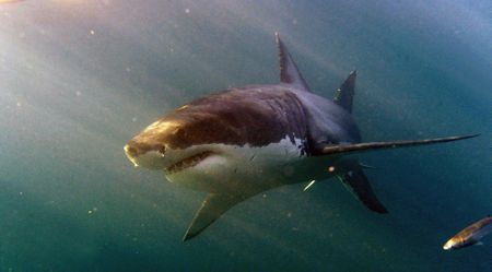 Cape’s missing great white shark mystery solved, with implications for cross-border conservation