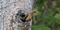 Nesting Red Billed Ox Pecker. Photographer: David Nicol