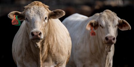 CPI steady at 2.8% in May, but sizzling meat prices heat up food inflation