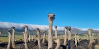 Ostrich in Bo Langkloof. Photographer: Andries Olivier