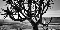 A tree full of stars. Photographer: Mirella Pastorello 