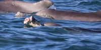 Endangered humpback dolphins.Photo:Supplied