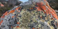 Crustose Lichens at the Cape of Good Hope. Photographer: Teresa Raposo