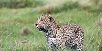 An old male leopard on the hunt.