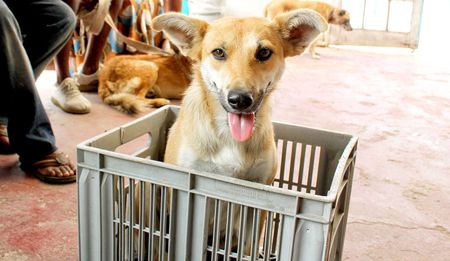 GroundUp: How our Constitution views animals