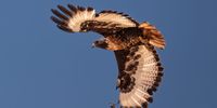 Hovering  over dinner<br>Credit: Dee duPlessis<br>Jackal Buzzard