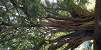 Centenary Ficus craterostoma; forest fig, forest strangler-fig. Kirstenbosch. Image: Christina Coates <br>