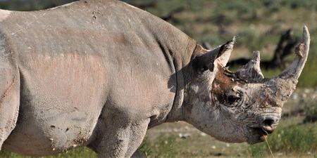 Botswana’s rhinos are under siege: It’s time to learn from historical mistakes