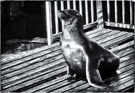 V&A Waterfront's wildlife heroes saving Cape fur seals one plastic noose at a time