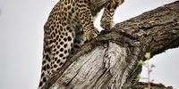 Leave my Dinner Alone. Image: Nicola Jane Stewart/ VanArtPhotography