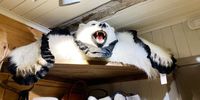 Trade in polar bears: Film reveals shocking exploitation hidden behind ‘sustainable use’
