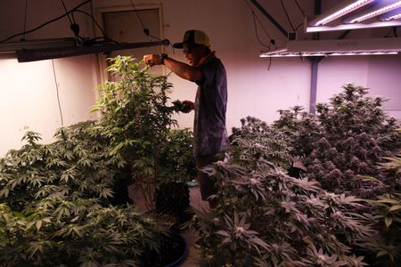 Milking the cannabis boom in Thailand