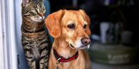 We’re not coming for your dogs and cats, says City over pet licensing uproar