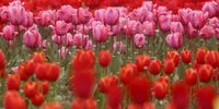 Blooming tulips inside the Indira Gandhi Memorial Tulip Garden in Srinagar, the summer capital of Indian Kashmir, 03 April 2024. Spread over an area of about 12 hectares, the Tulip Garden in Kashmir, featuring some 1.7 million tulips with 73 varieties of different colors, is one of the largest tulip gardens in Asia and has become a prime tourist attraction.  EPA-EFE/FAROOQ KHAN
