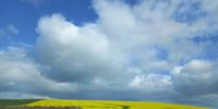 Canola fields foreva. Photographer: Geraldine Morrisby Canola fields foreva