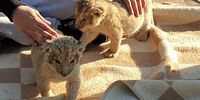 Cubs of about four weeks old in a petting enclosure. (Image: Blood Lions)