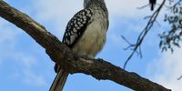 A happy Hornbill and an African sky blue. Photographer: Keith Cattell