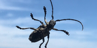 A bug mugshot. Image: Marianne C