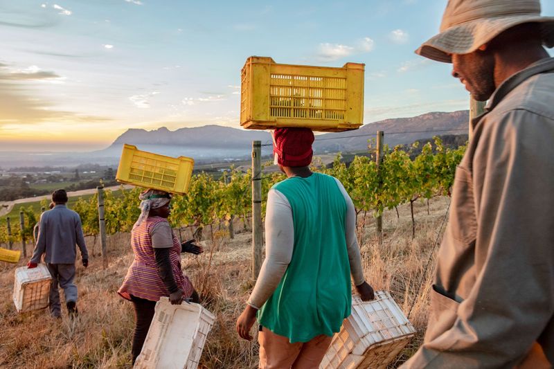 Bread & Wine: What it takes to grow a glass of wine (Part Three)