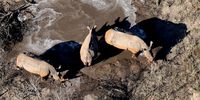 Rhino's in a watering hole, South Africa. Photo credit Wynand Uys, Unsplash
