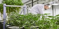 Gabriel Theron, chief executive officer of Cilo Cybin Pharmaceutical, inspects cannabis plants in a grow room at the company's facility in Samrand, South Africa, 20 August 2021. (Photo: Waldo Swiegers / Bloomberg via Getty Images)